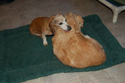 Bailey with Goldie