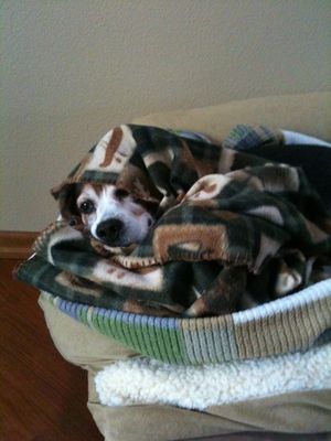 Charlie in blankets