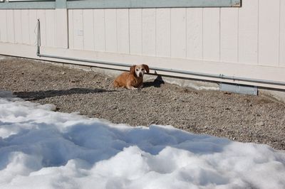 Bailey the Beach Bum