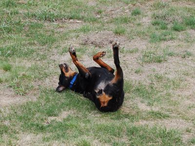 Helen rolling April 27