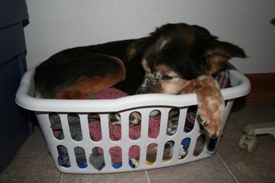 Gabe in a basket