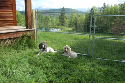 Molly and Priscilla by gate