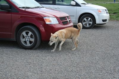 Cedar Checking It Out