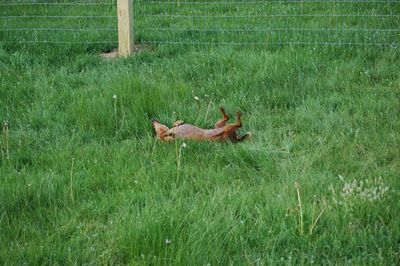 Daisy rolling in Lancaster