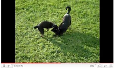 Timmy and Levi video capture