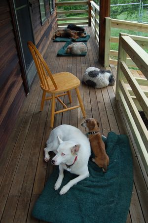 Dogs on porch
