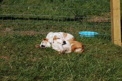 Spencer sleeping on Katie