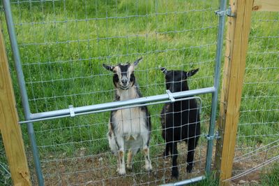 Margaret in Lancaster