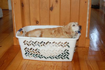 Goldie in basket in Lancaster