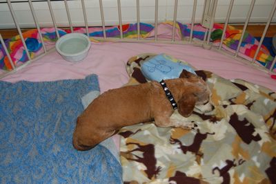 Bailey in pen July 15