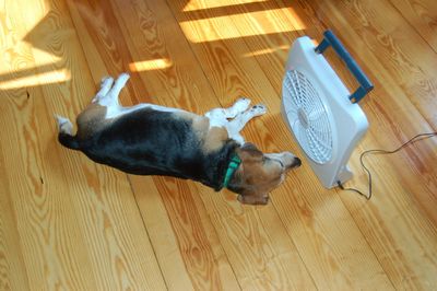 Widget in front of fan 2