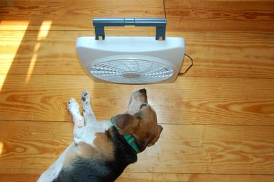 Widget in front of fan