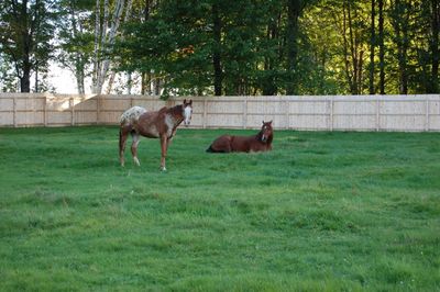 Bo and Rosie Grazing Aug 27 Bo and Rosie Grazing Aug 27