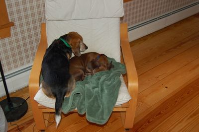 Widget looming over Dexter 2