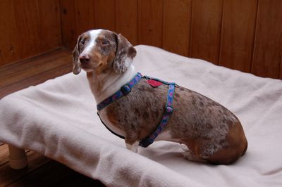 Lucy on cot Lucy on cot
