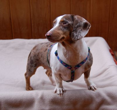 Lucy on cot 2 Lucy on cot 2