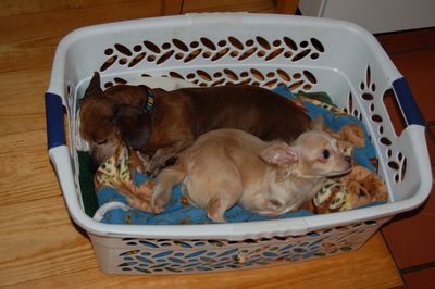 Dexter and Roo in basket