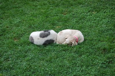 Molly and Pris side by side 1 Molly and Pris side by side 1