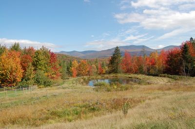 Trees in Fall 1 Trees in Fall 1