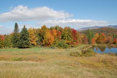 Trees in Fall 2 Trees in Fall 2