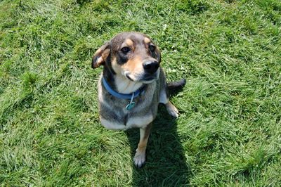 Ella looking up at camera Ella looking up at camera