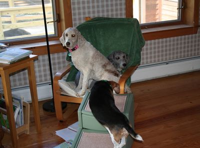 Molly and Pris in chair 3 Molly and Pris in chair 3