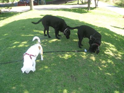 Kate's photo of Baron and friends Kate's photo of Baron and friends