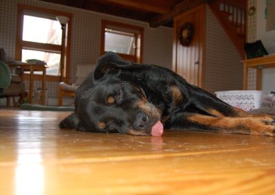 Helen with tongue on floor Helen with tongue on floor