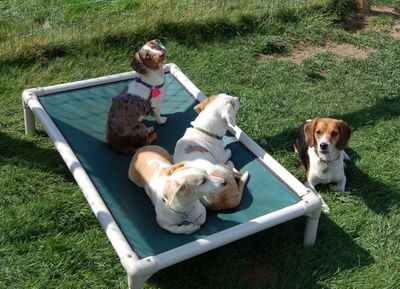 Lucy with friends Lucy with friends