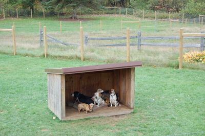 Libby and friends in dog house 1 Libby and friends in dog house 1
