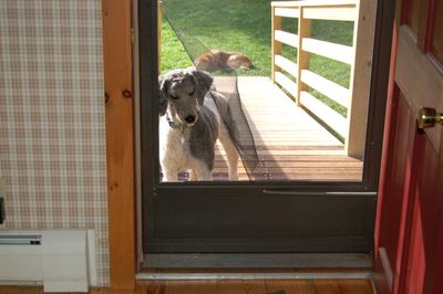 Molly at screen door