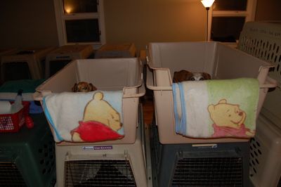 Bailey and Daisy in Boats