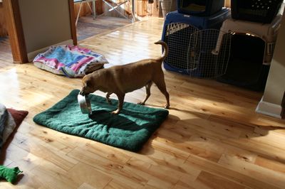 Holly with dish 3 Holly with dish 3