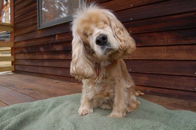 Suzi on porch Suzi on porch