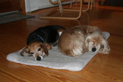 Suzi and Briggs sleeping Suzi and Briggs sleeping