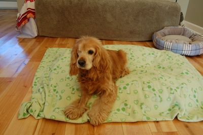 Snuggles adoption Snuggles adoption