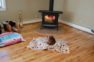 Callie in front of wood stove Nov 3 Callie in front of wood stove Nov 3