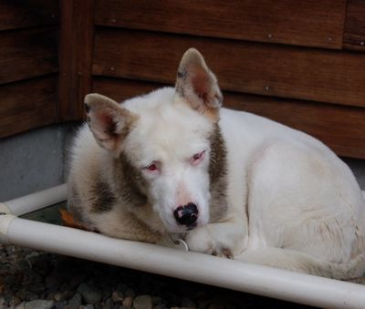 Spinner costume 3 Spinner costume 3