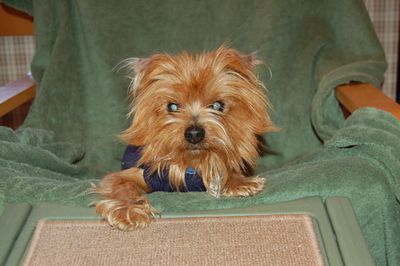Clyde on chair Clyde on chair