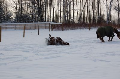 Cash rolling in snow Cash rolling in snow