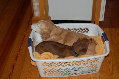 Goldie and Dexter in basket 1