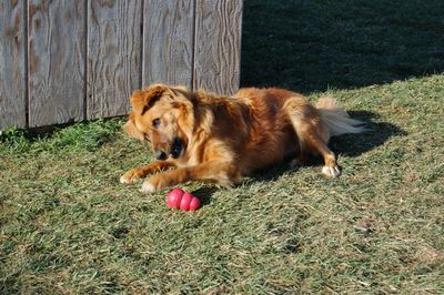 Soba with kong 1 Soba with kong 1