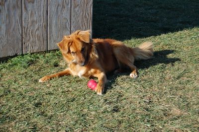 Soba with kong 2 Soba with kong 2