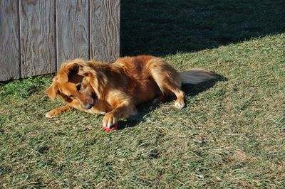 Soba with kong 4 Soba with kong 4