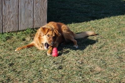 Soba with kong 5 Soba with kong 5