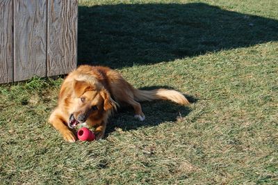 Soba with kong 7 Soba with kong 7