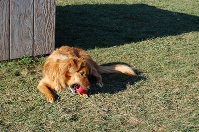 Soba with kong 6 Soba with kong 6