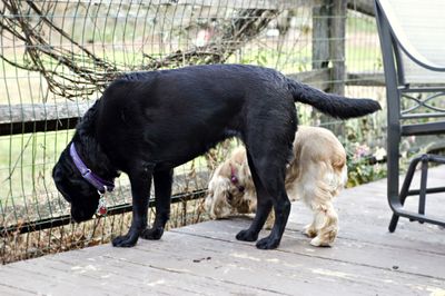 Suzi with Lab Suzi with Lab