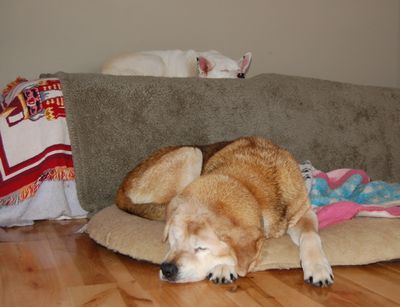 Spinner and Madison sleeping