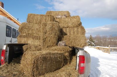 Cats on truck again
